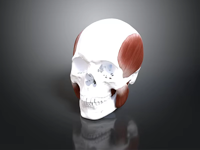 3D Human Skull Anatomy Model With Muscles And Bone Structure Details 3d model
