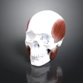 3D Human Skull Anatomy Model With Muscles And Bone Structure Details