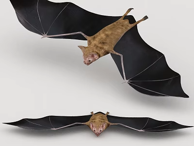 Two Flying Bats With Spread Black Wings In Mid Flight Position 3d model