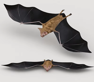 Bat 3d model