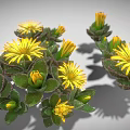 Yellow Radial Shaped Flowers With Green Leaves And Buds On Gray Background