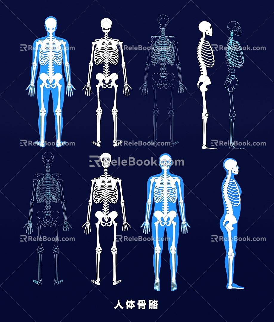 Human Skeleton Skull Spine Joint Medical Wall Chart Skeleton Structure Chart Line Illustration 3d model