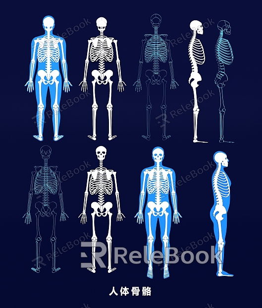 Human Skeleton Skull Spine Joint Medical Wall Chart Skeleton Structure Chart Line Illustration model