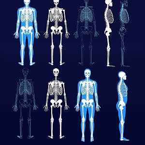 Human Skeleton Skull Spine Joint Medical Wall Chart Skeleton Structure Chart Line Illustration 3d model