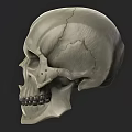 Human Skull 3D Model With Anatomical Details And White Render On Gray Background 3d model