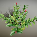 Green Plant Featuring Red Flower Spikes Lush Green Leaves and Bushy Foliage