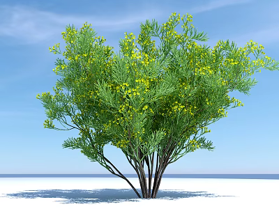 Modern Tree Rape Flower 3d model
