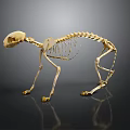 Detailed Cat Skeleton Display With Complete Bone Structure On Dark Background 3d model