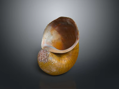 Marine Nautilus Spiral Shell With Yellow Brown Texture On Dark Reflective 3d model