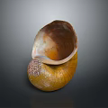 Marine Nautilus Spiral Shell With Yellow Brown Texture On Dark Reflective 3d model