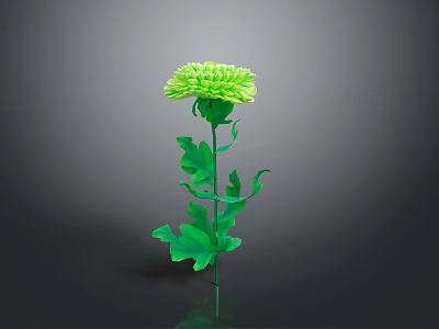 Vibrant Green Chrysanthemum Plant With Lush Leaves Long Stem in Isolated Black Background 3d model