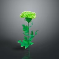 Vibrant Green Chrysanthemum Plant With Lush Leaves Long Stem in Isolated Black Background