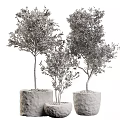 Bonsai Potted Plants With Evergreen Foliage In Stone Pots Of Various Heights For Indoor Decor