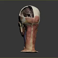 Medical Device Anatomical Model of Human Head for Muscle and Nerve Structure Visualization
