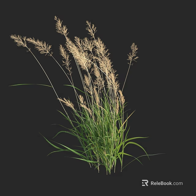 Green Ornamental Grass with White Plumes and Long Leaves on Dark Background 3d model 