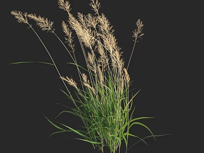 Green Ornamental Grass with White Plumes and Long Leaves on Dark Background 3d model