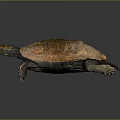Reddish Brown Turtle With Detailed Shell Patterns On Dark Reflective Background 3d model