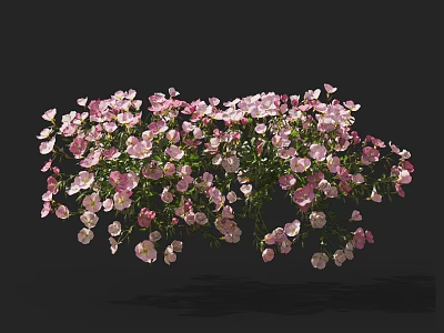 Beautiful Pink And White Flower Blooms On Dark Background With Green Leaves 3d model
