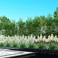 Bamboo Plants In Modern Outdoor Landscape Design With Green Trees And Clear Blue Sky