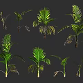 Multiple Green Palm Plants In Various Growth Forms For Indoor Decoration