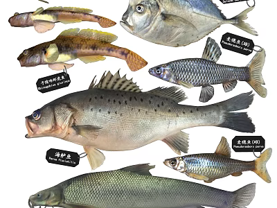 Different Types Of Aquatic Animals Including Various Fish Species With Distinctive Physical Features 3d model