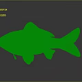 Freshwater Fish With Orange Brown Body And Black Fins Against Gray Background
