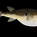 Puffed Up Spotted Puffer Fish With Large Eyes And Yellow Tail In Marine Life