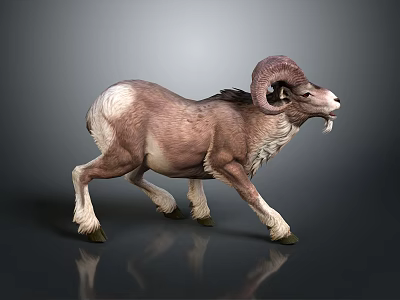Ram With Large Curved Horns And Brown White Fur Walking On Grey Background 3d model