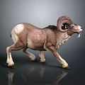 Ram With Large Curved Horns And Brown White Fur Walking On Grey Background