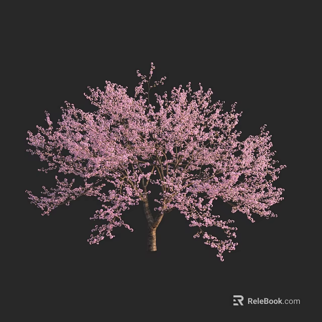 Graceful Flowering Tree With Vibrant Pink Blossoms In Full Bloom 3d model 