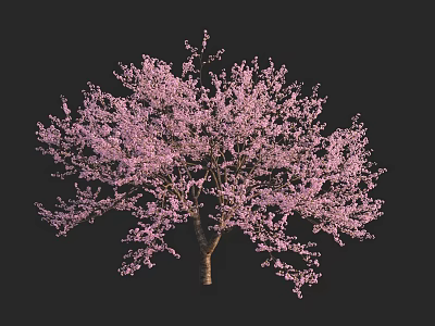 Graceful Flowering Tree With Vibrant Pink Blossoms In Full Bloom 3d model