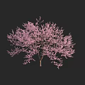 Graceful Flowering Tree With Vibrant Pink Blossoms In Full Bloom