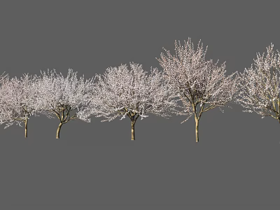 Row of Trees With Slender Trunks And Branches Covered In White Flowers On Gray Background 3d model