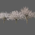 Row of Trees With Slender Trunks And Branches Covered In White Flowers On Gray Background