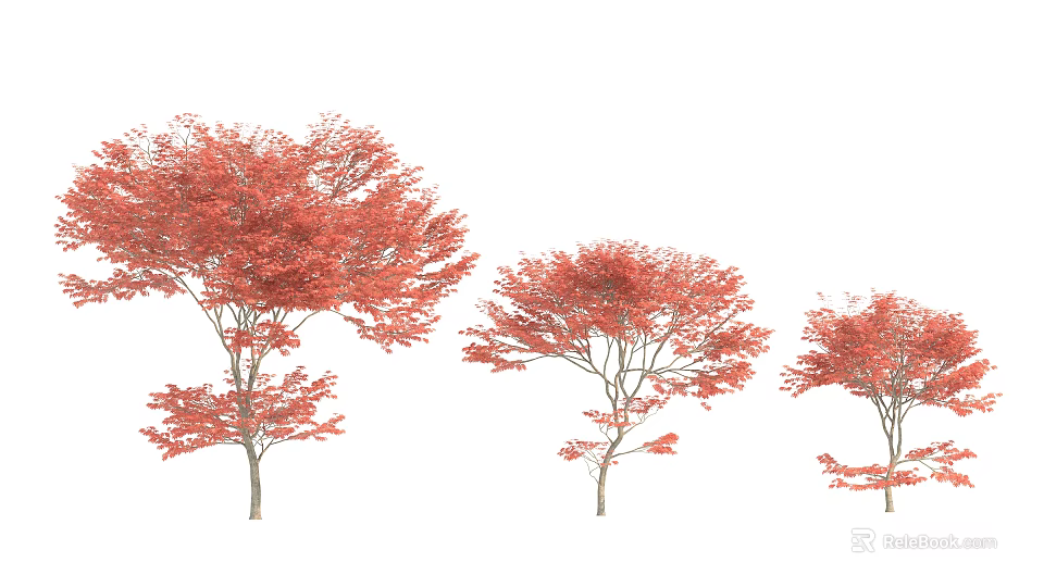 Three Red Leaf Arbor Trees With Vibrant Red Foliage On White Background 3d model 