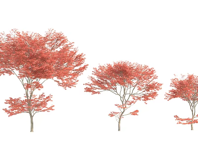 Three Red Leaf Arbor Trees With Vibrant Red Foliage On White Background 3d model