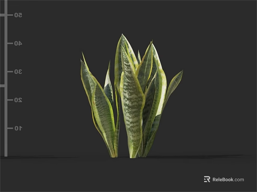 Snake Plant With Green And Yellow Striped Leaves As Indoor Decorative Foliage Plant 3d model 