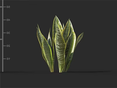 Snake Plant With Green And Yellow Striped Leaves As Indoor Decorative Foliage Plant 3d model