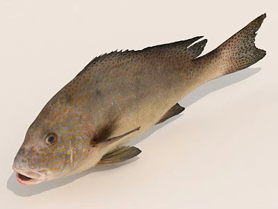 Fresh Whole Brown Spotted Fish With Dappled Body Fins And Open Mouth 3d model