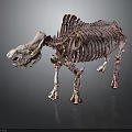 Prehistoric Animal Skeleton With Large Head Dorsal Fin Structure Standing Open Mouth