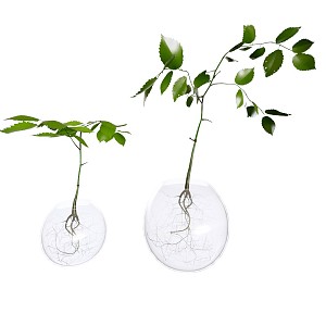 Modern Vase Glass Bottle Hydroponic Plant Vase 3d model