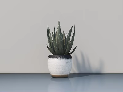 Potted Bonsai Aloe Vera Plant In White Pot With Dark Rim On Smooth Blue Tabletop 3d model