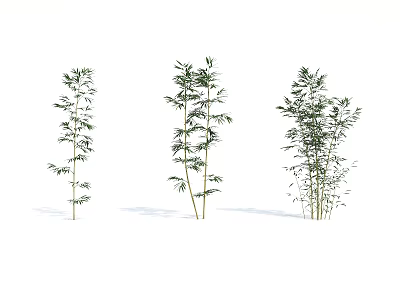 Three Different Bamboo Plants With Green Leaves And Natural Growth Patterns 3d model