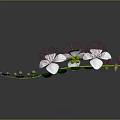 White Flowers With Pink Stamens And Green Leaves On Branch Against Dark Background With Reflection