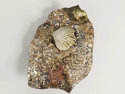 Natural Aquatic Starfish And Seashell Resting On Rock With Gravel And Sand 3d model