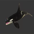 Black And White Orca Whale With Open Mouth And Dorsal Fin Swimming Posture