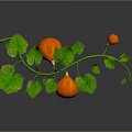 Vine Plant Growing with Small Orange Fruits and Fresh Green Leaves on Dark Background