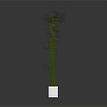 Tall Green Stem Plant in White Square Pot with Slender Stems and Light Blooms