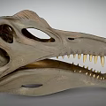 Well Preserved Dinosaur Skull Of Prehistoric Reptile With Sharp Teeth And Bone Structure