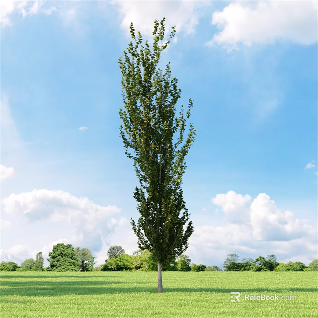 Tall Arbor With Green Leaves Standing In Green Grassland Under Blue Sky And White Clouds 3d model 